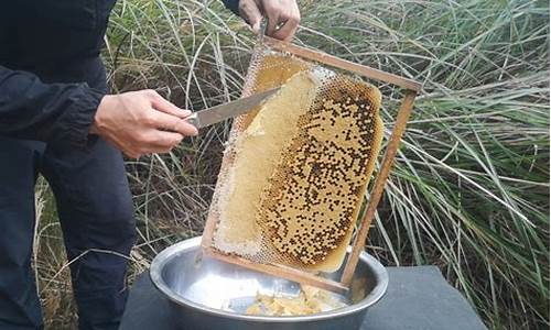 在山上挖到了野生蜂蜜，听说都是蜜蜂采集的各种药材的花蜜，吃了对人体有什么好处，