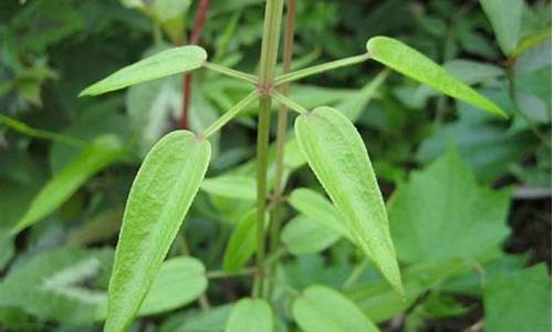 没有血见愁可以用茜草代替吗